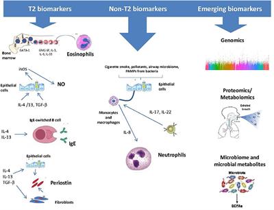 Recent insights in the role of biomarkers in severe asthma management